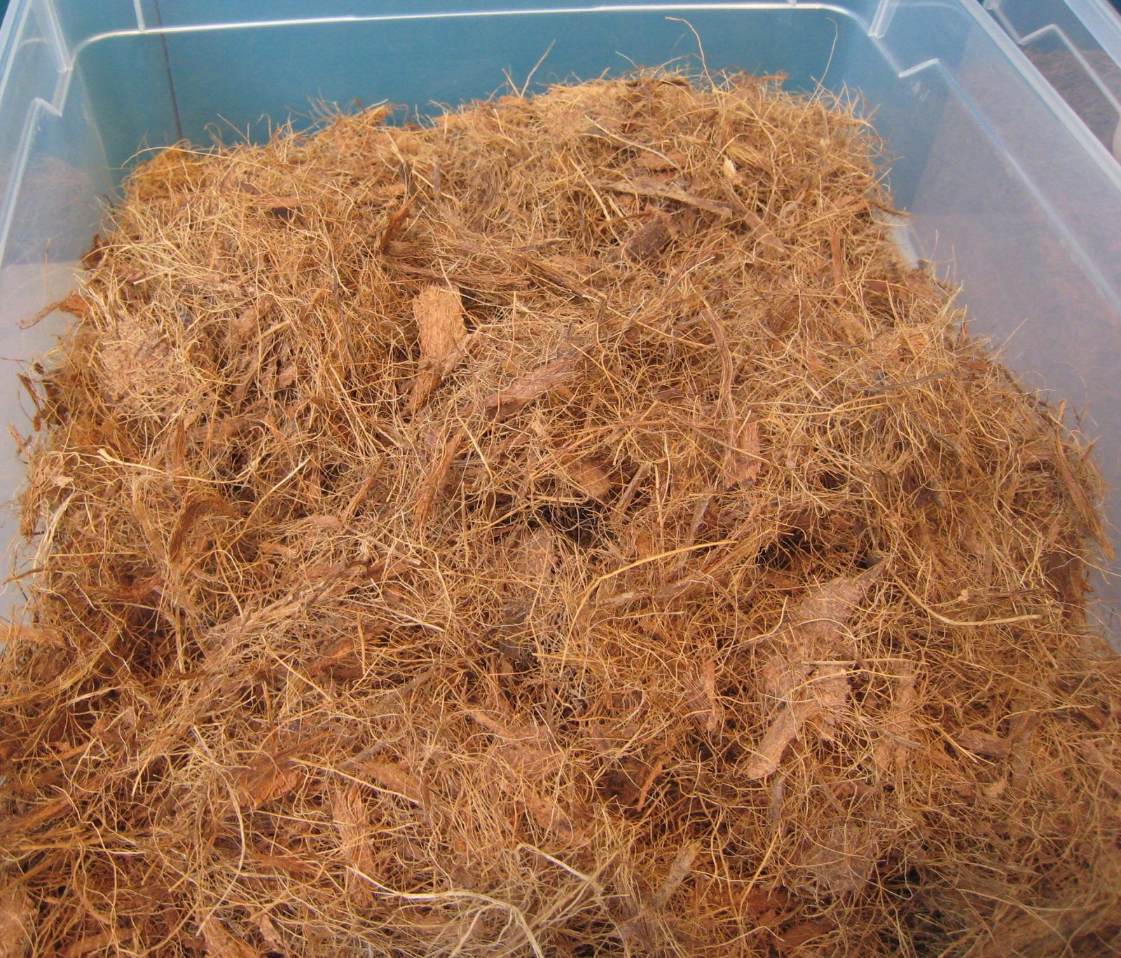 Long coconut fibers and coarse pieces in a translucent tub.