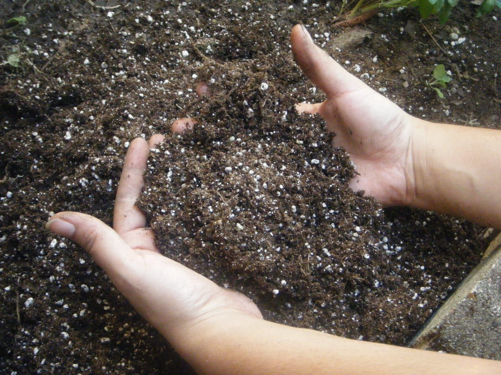 Hands cupping loose, dark potting material flecked with pale particles.