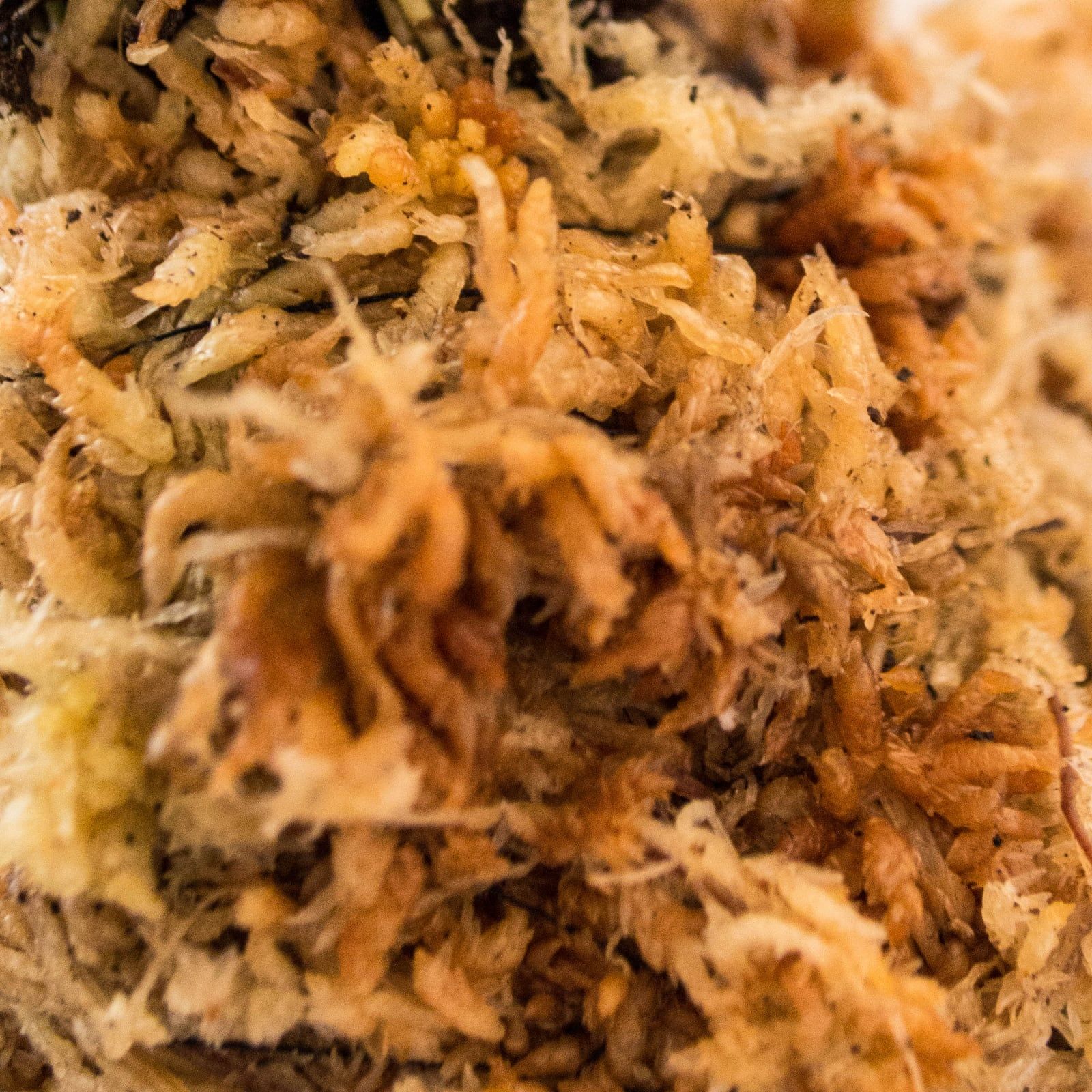 Tan and orange strands of sphagnum moss packed tightly together, filling the frame.